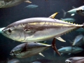 Bluefin Tuna