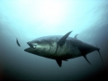 Bluefin Tuna