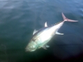 Bluefin Tuna