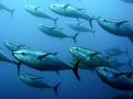 Bluefin Tuna