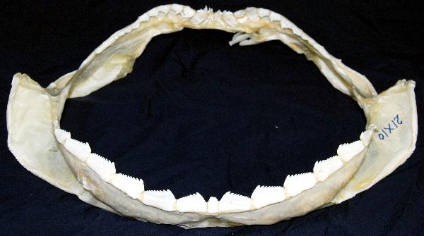 Bluntnose Sixgill Shark – "OCEAN TREASURES" Memorial Library