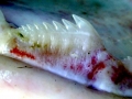 Bluntnose Sixgill Shark