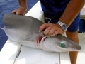 Bluntnose Sixgill Shark
