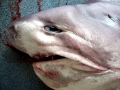 Bluntnose Sixgill Shark
