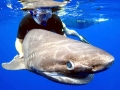 Bluntnose Sixgill Shark
