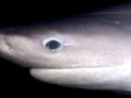 Bluntnose Sixgill Shark