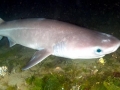 Bluntnose Sixgill Shark