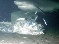 Bluntnose Sixgill Shark