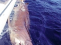 Bluntnose Sixgill Shark