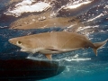 Bluntnose Sixgill Shark