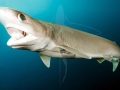 Bluntnose Sixgill Shark