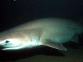 Bluntnose Sixgill Shark