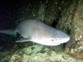 Bluntnose Sixgill Shark