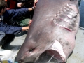 Bluntnose Sixgill Shark
