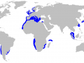 Bluntnose Sixgill Shark