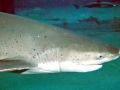 Bluntnose Sixgill Shark