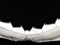 Bluntnose Sixgill Shark