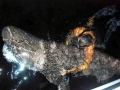 Bluntnose Sixgill Shark