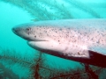 Bluntnose Sixgill Shark