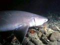 Bluntnose Sixgill Shark