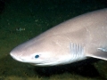Bluntnose Sixgill Shark