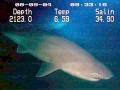 Bluntnose Sixgill Shark
