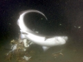 Bluntnose Sixgill Shark