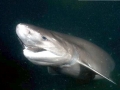 Bluntnose Sixgill Shark