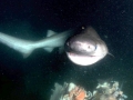 Bluntnose Sixgill Shark
