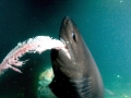 Bluntnose Sixgill Shark