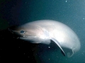 Bluntnose Sixgill Shark