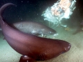 Bluntnose Sixgill Shark