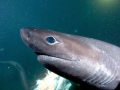 Bluntnose Sixgill Shark