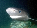 Bluntnose Sixgill Shark