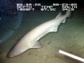 Bluntnose Sixgill Shark