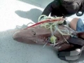 Bluntnose Sixgill Shark