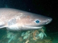 Bluntnose Sixgill Shark