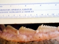 Bluntnose Sixgill Shark