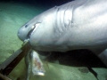 Bluntnose Sixgill Shark