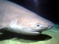 Bluntnose Sixgill Shark