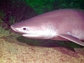Bluntnose Sixgill Shark