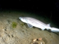 Bluntnose Sixgill Shark