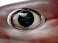 Bluntnose Sixgill Shark