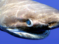 Bluntnose Sixgill Shark