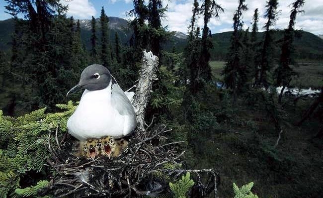 Bonaparte's Gull