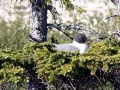 Bonaparte's Gull