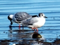 Bonaparte's Gull