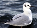 Bonaparte's Gull