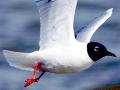 Bonaparte's Gull