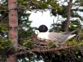 Bonaparte's Gull